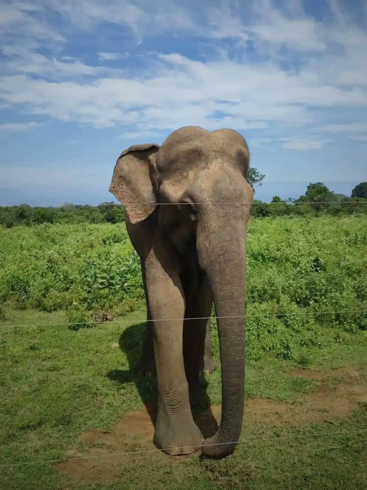 Majestic Elephant roaming the Udawalawe Sri Lanka