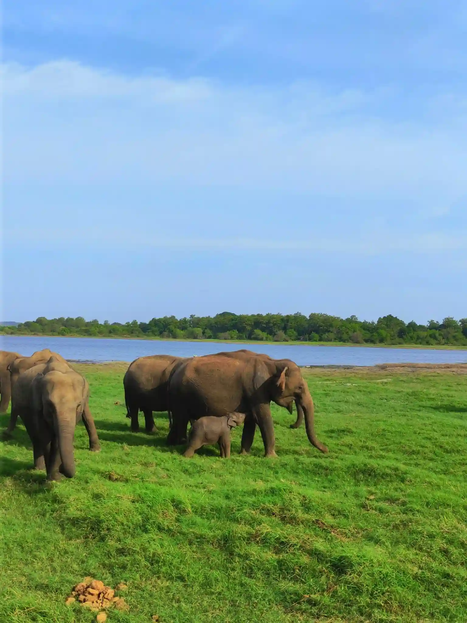Majestic Elephant roaming the Udawalawe Sri Lanka
