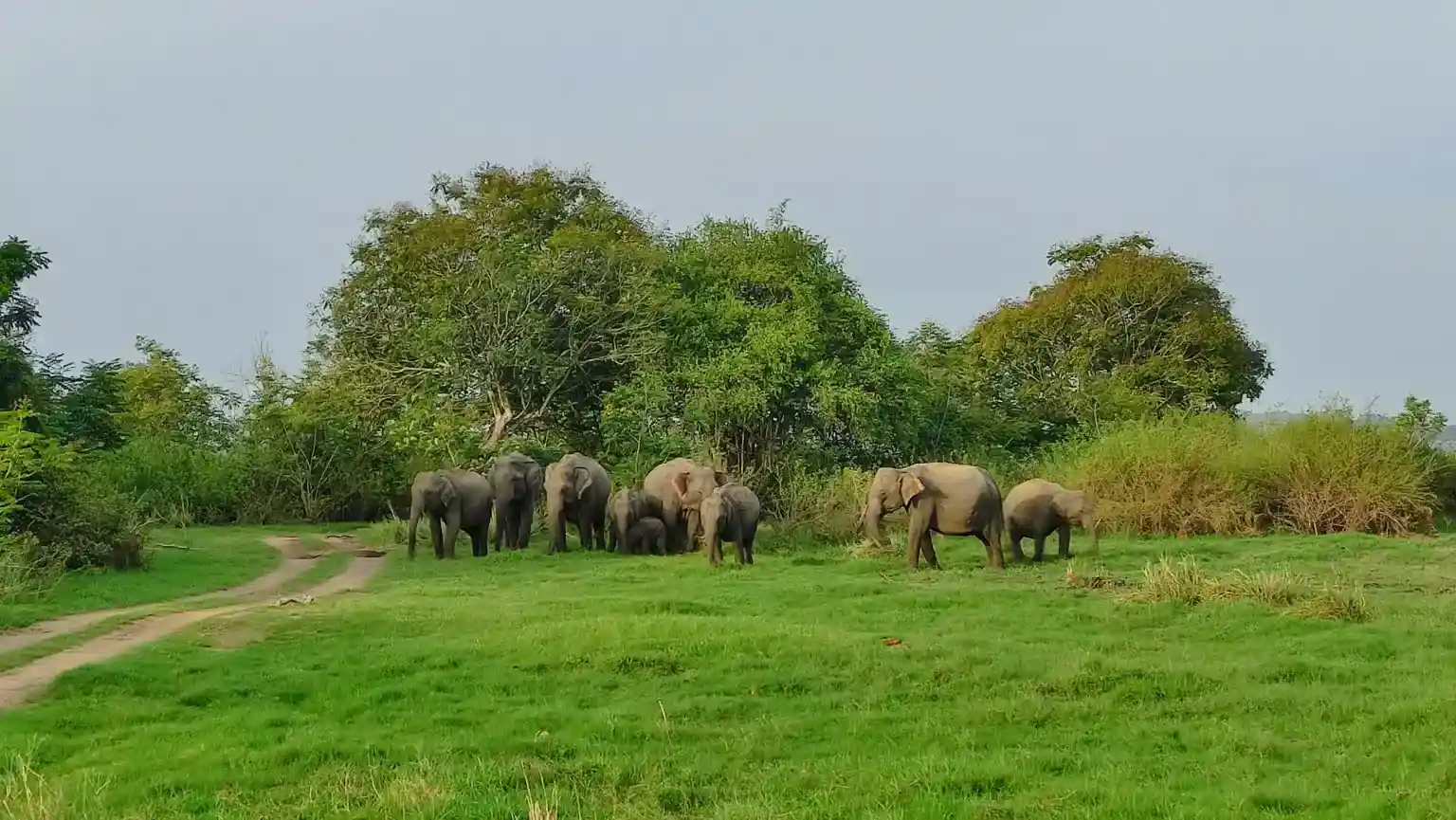 Best National Parks in Sri Lanka to See Elephants - Wildlife Safari