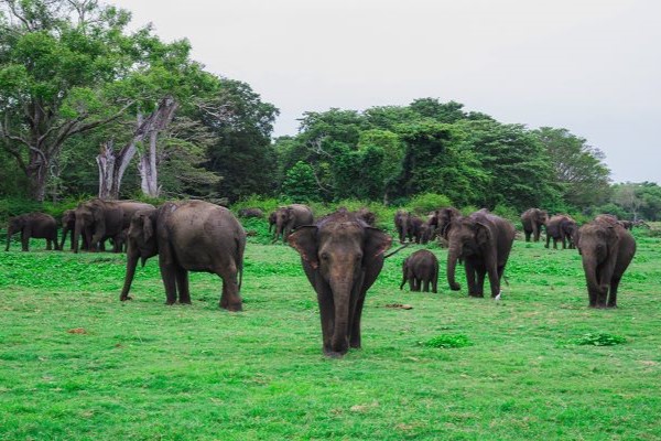 Majestic Elephants Roaming Kaudulla Park