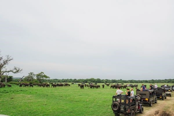 Jeep safari at Kaudulla National Park with wild elephants in Sri Lanka