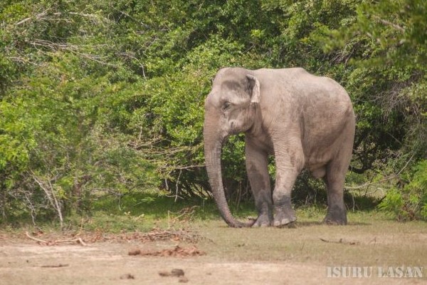 Majestic Elephant at Kumana National Park