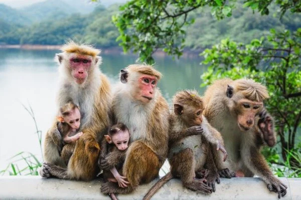 Monkey family near a reservior