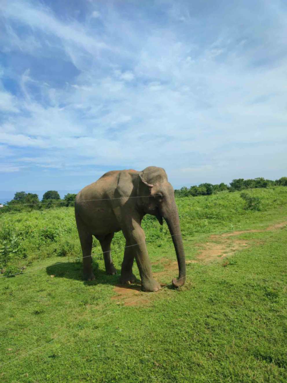 Elephant, Udawalawe National Park