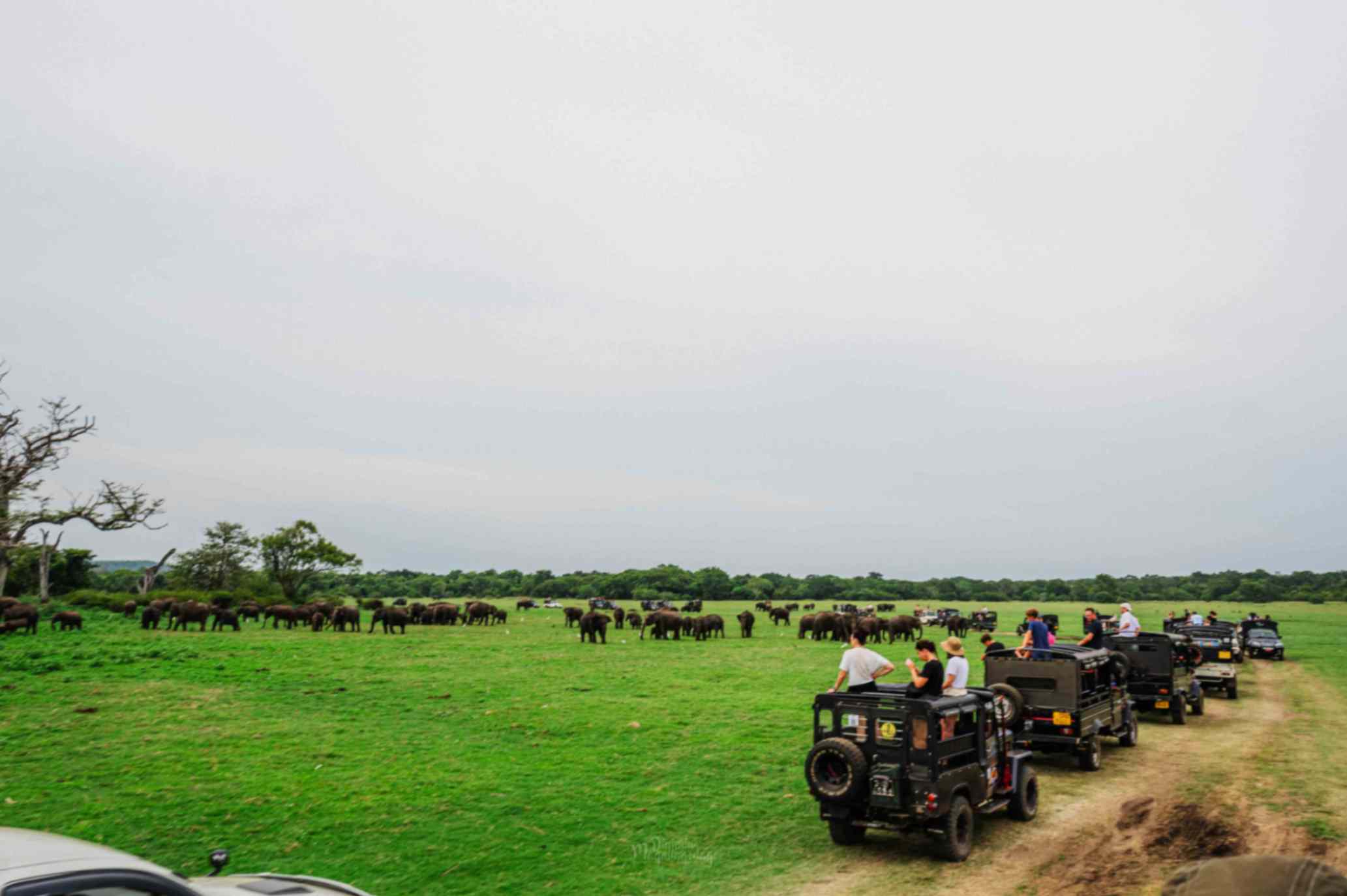 Jeep Safari at Kaudulla National Park