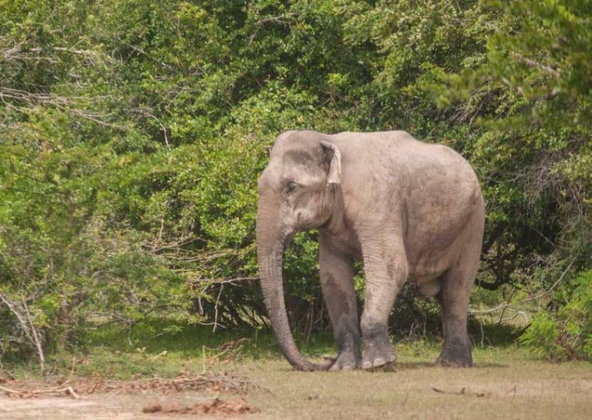 Kumana National park