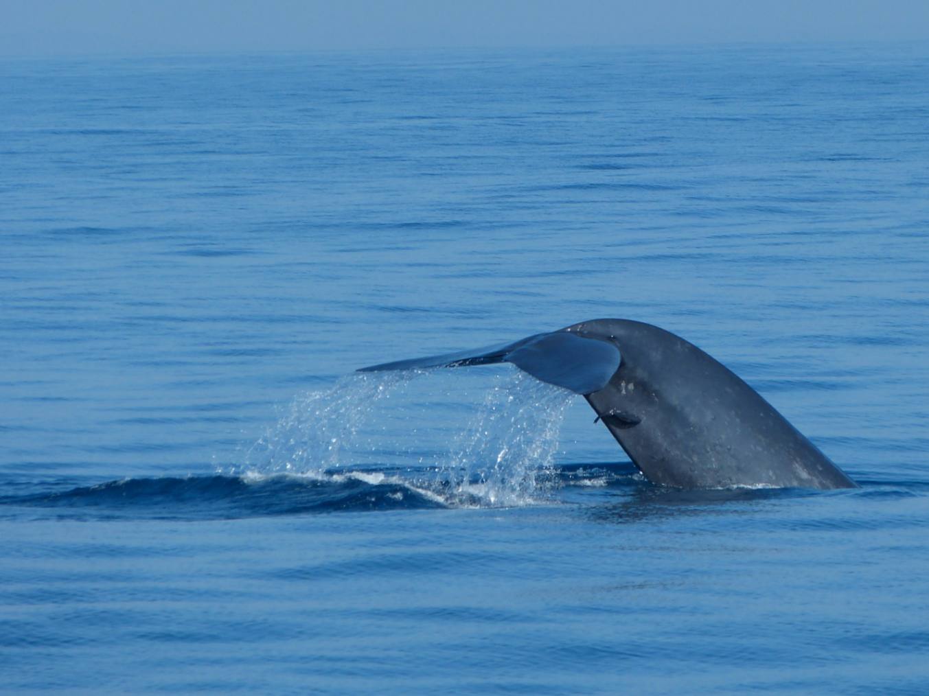 Blue Whale Watching Mirissa