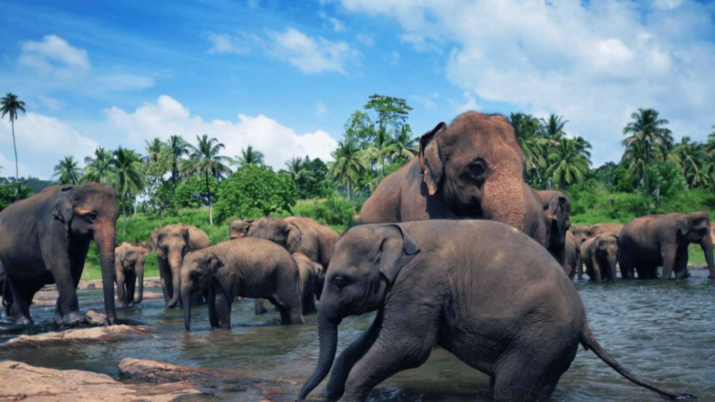 Elephan Taking Bath Pinnawala Elephant Orphanage