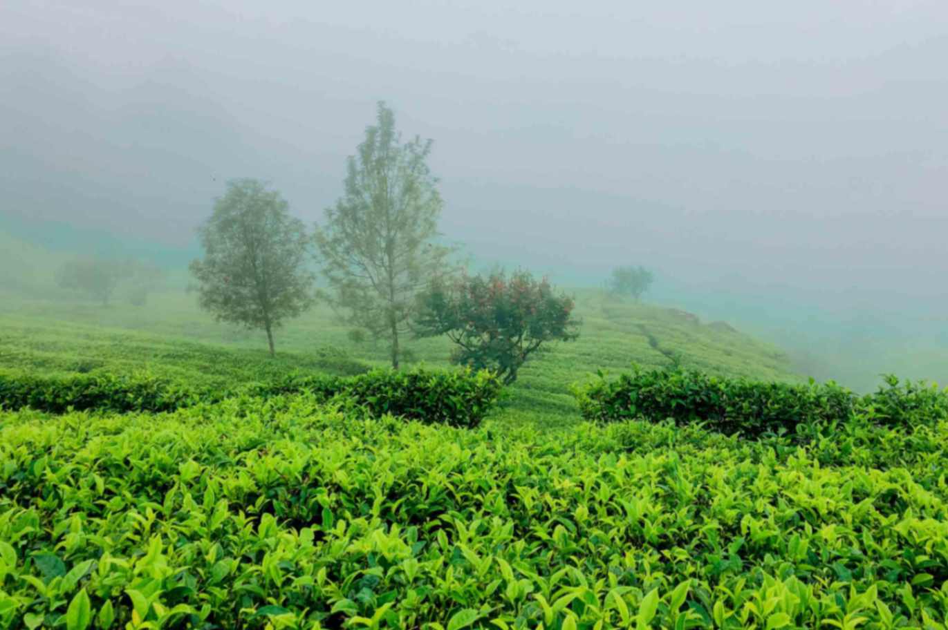 Tea Plantation Lipton's seat