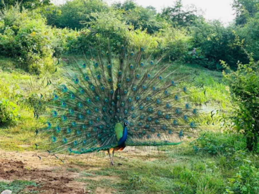 Wild Life at Udawalawe National Park-1