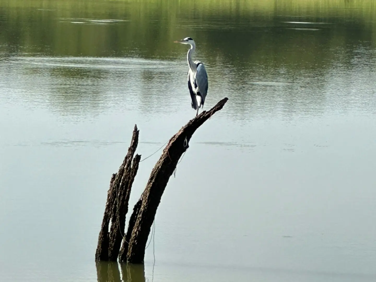 Wild Life at Udawalawe National Park-4