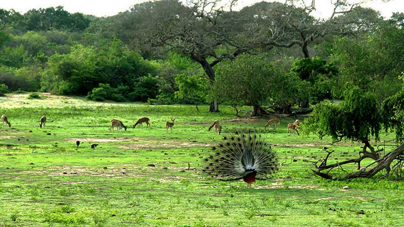 Wild Life at Yala National Park